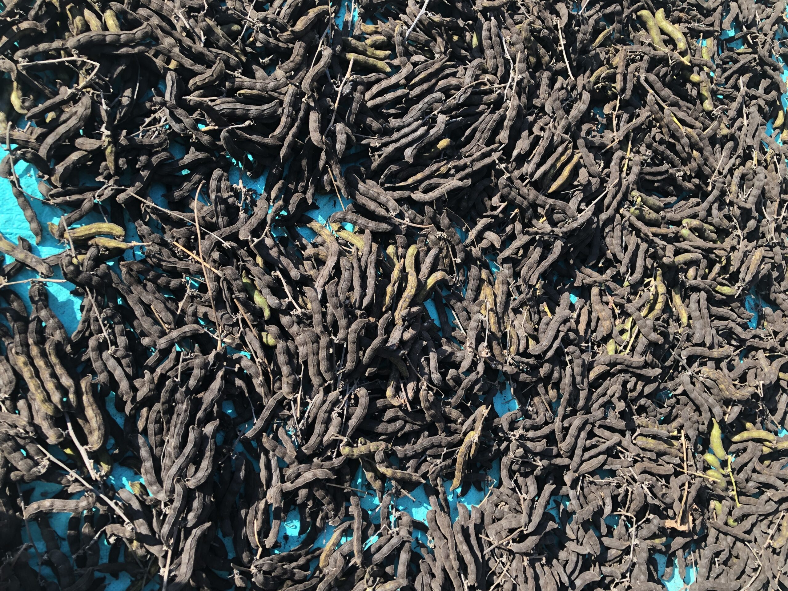 ムクナ豆の天日干し